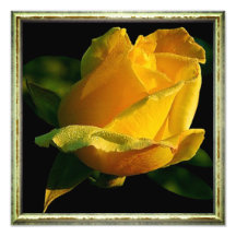 Gelbe Rose