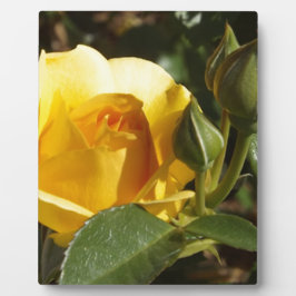 Gelbe Rose Fotoplatte