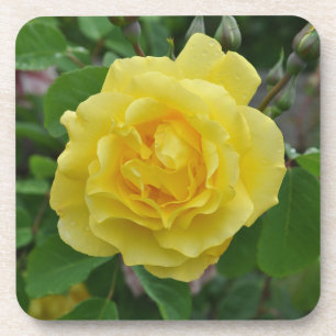 Gelbe Rose Getränkeuntersetzer