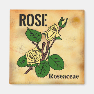 Gelbe Rose Linienstil im Stil von gealtertem Papie Magnet