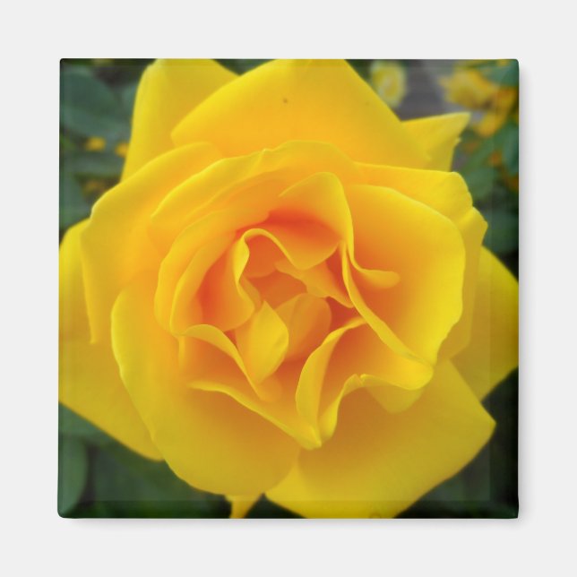 Gelbe Rose Magnet (Vorne)