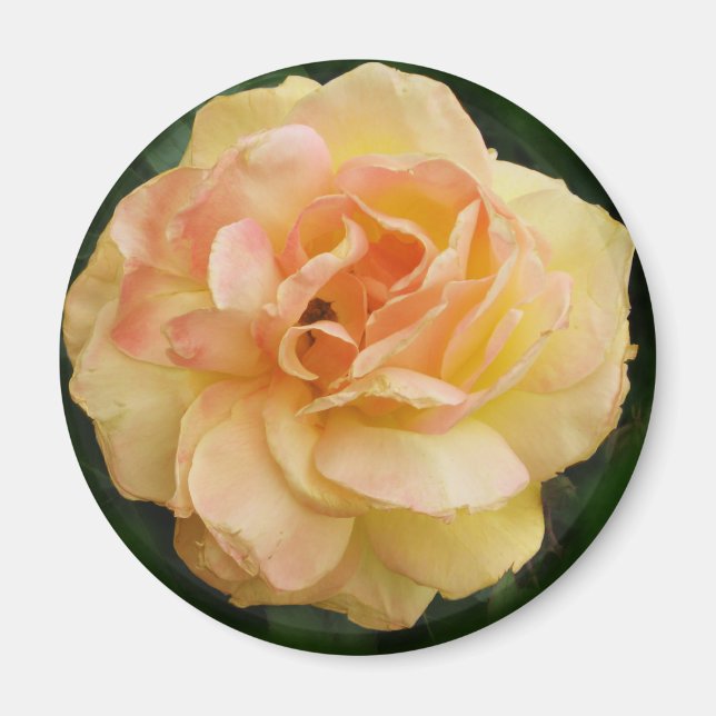 Gelbe Rose Magnet (Vorne)