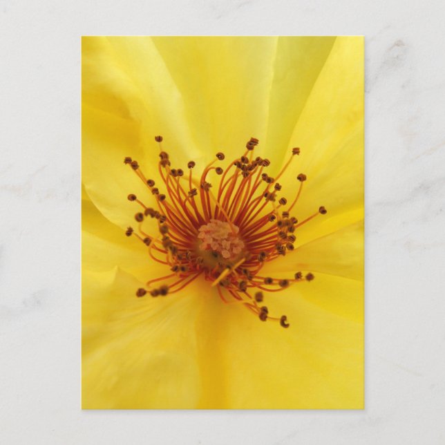 Gelbe Rose Mitte Postkarte (Vorderseite)
