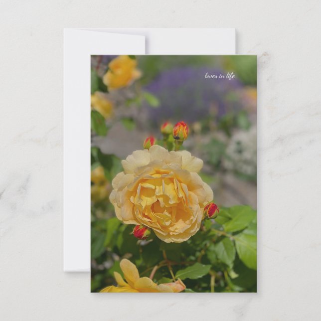 Gelbe Rose Mitteilungskarte (Vorderseite)