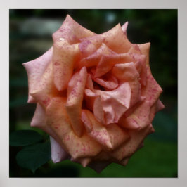 Gelbe Rose Nah Poster