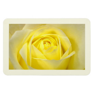 Gelbe Rose Nahaufnahme Magnet