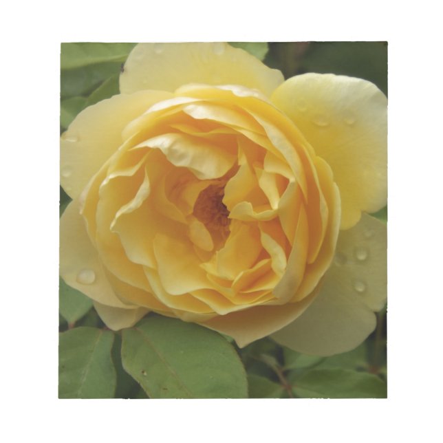 Gelbe Rose Notizblock (Vorderseite)