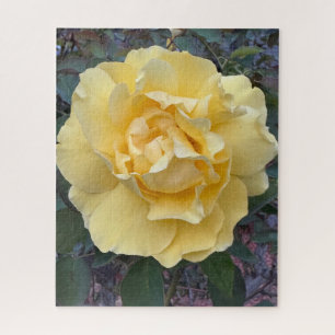 Gelbe Rose, Oakland Puzzle