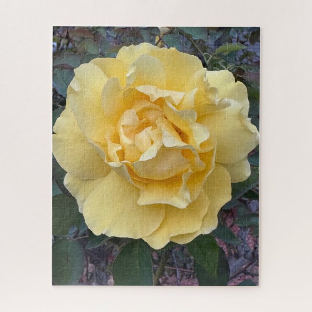 Gelbe Rose, Oakland Puzzle (Vertikal)