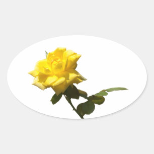 Gelbe Rose Ovaler Aufkleber