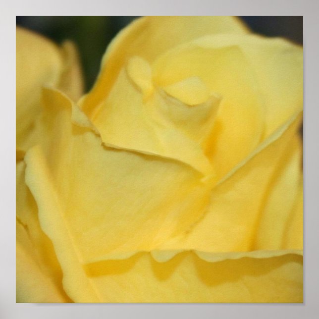 Gelbe Rose Poster (Vorne)