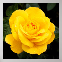 Gelbe Rose Poster