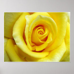 Gelbe Rose Poster