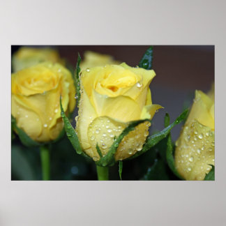 Gelbe Rose Poster