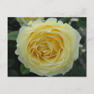 Gelbe Rose Postkarte