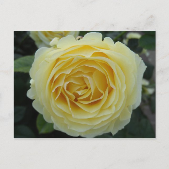 Gelbe Rose Postkarte (Vorderseite)