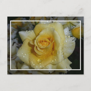 Gelbe Rose Postkarte