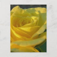 Gelbe Rose