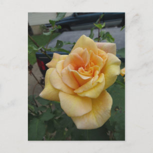 Gelbe Rose Postkarte