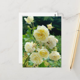 Gelbe Rose Postkarte