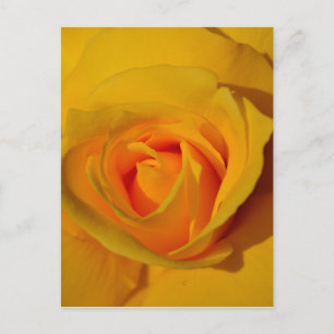 Gelbe Rose Postkarte