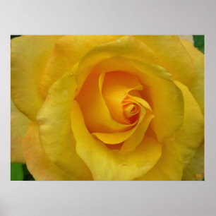 Gelbe Rose Print Beautiful Blume Poster Print
