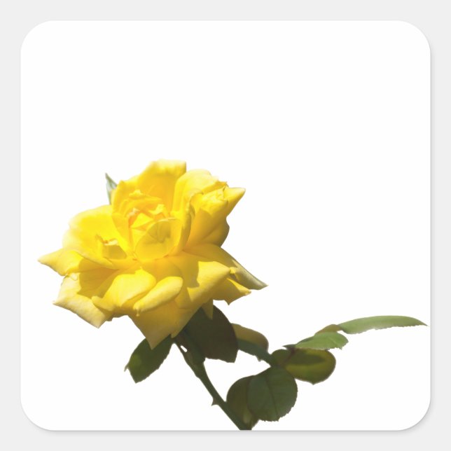 Gelbe Rose Quadratischer Aufkleber (Vorderseite)