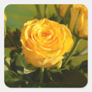 Gelbe Rose Quadratischer Aufkleber