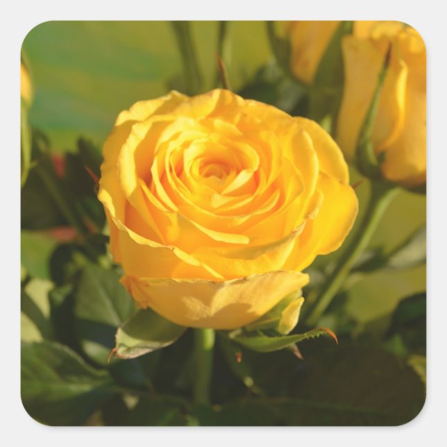 Gelbe Rose Quadratischer Aufkleber (Vorderseite)