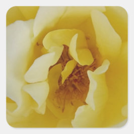 Gelbe Rose Quadratischer Aufkleber