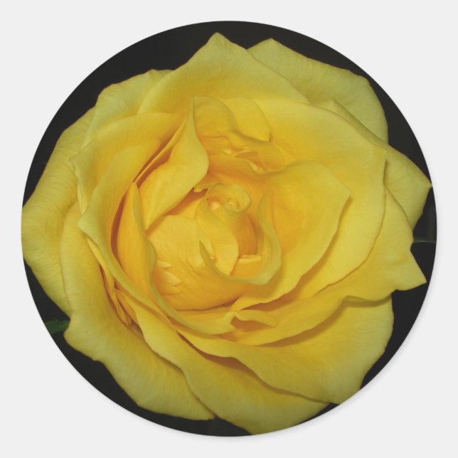 Gelbe Rose Runder Aufkleber (Vorderseite)
