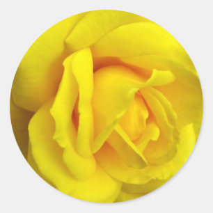 Gelbe Rose Runder Aufkleber
