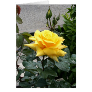 Gelbe Rose von Texas
