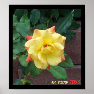 Gelbe Rose von Texas Poster