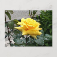Gelbe Rose von Texas