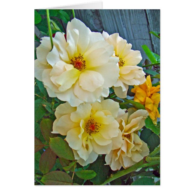 Gelbe Rosen (Vorne)