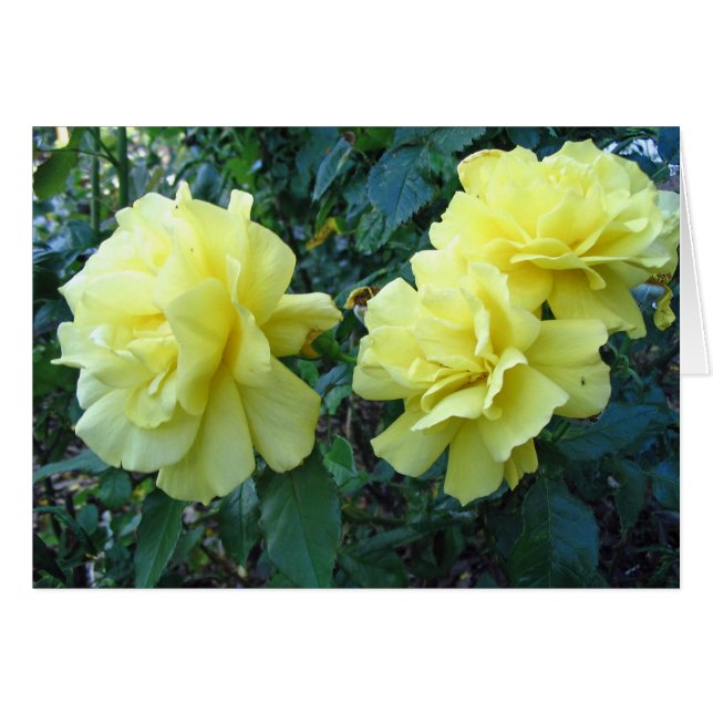 Gelbe Rosen (Vorderseite (Horizontal))