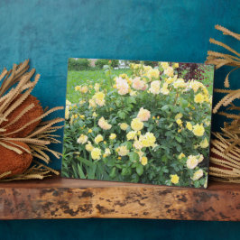 Gelbe Rosen Fotoplatte