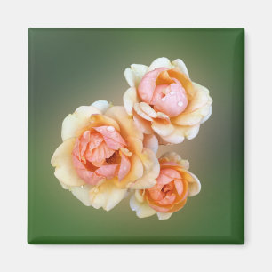 Gelbe Rosen Magnet