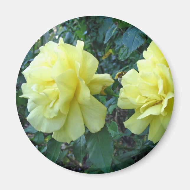 Gelbe Rosen Magnet (Vorne)