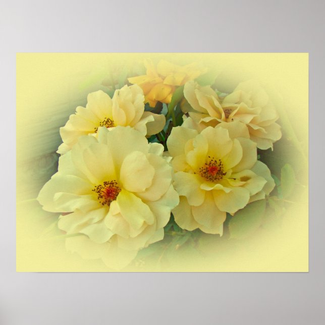 Gelbe Rosen Poster (Vorne)