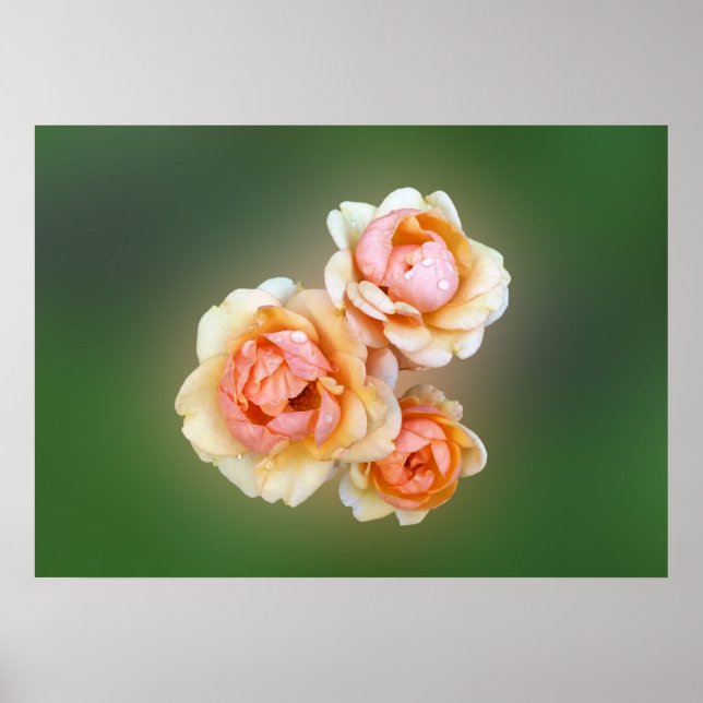Gelbe Rosen Poster (Vorne)