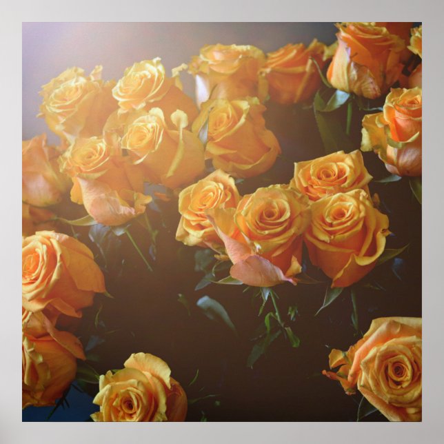 Gelbe Rosen Poster (Vorne)