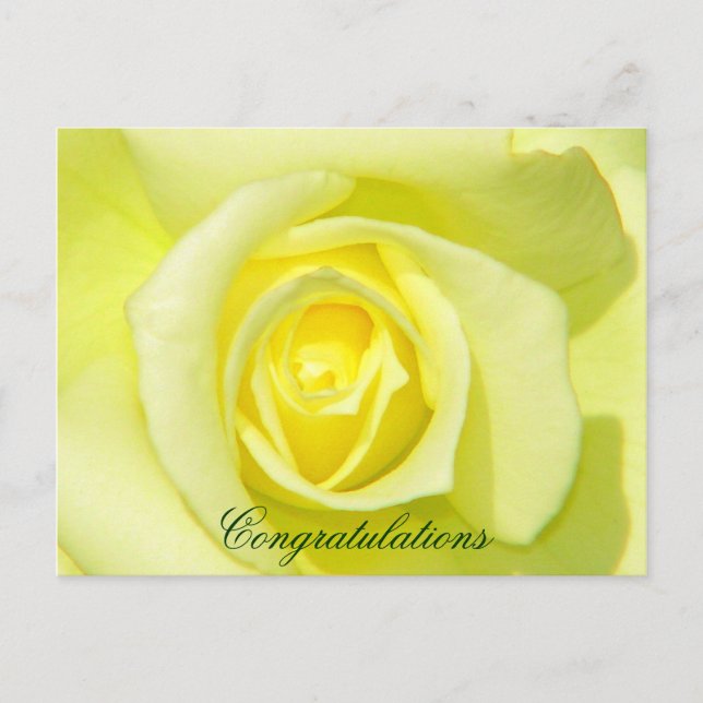Gelbe Rosen_ Postkarte (Vorderseite)