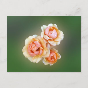 Gelbe Rosen Postkarte