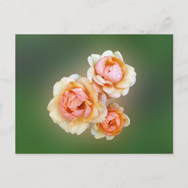 Gelbe Rosen Postkarte (Vorderseite)