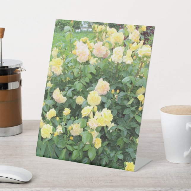 Gelbe Rosen Sockelschild (In SItu)