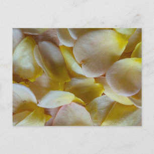 Gelbe Rosenblüten Postkarte