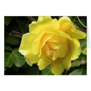 Gelbe Rosenkarte