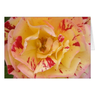 Gelbe Rosenkarte